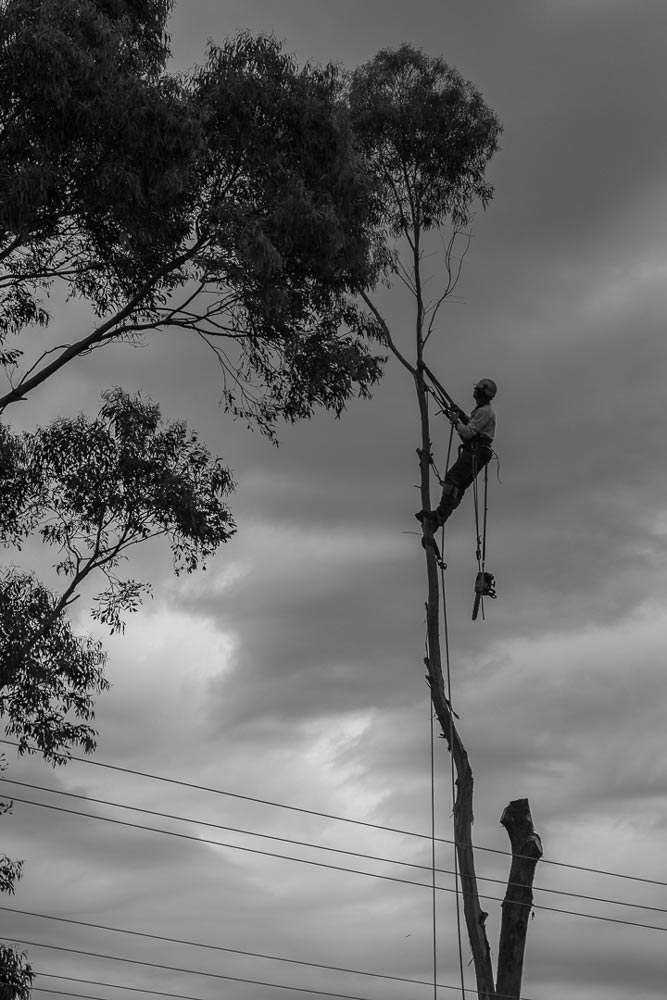 safely removing tall tree branches