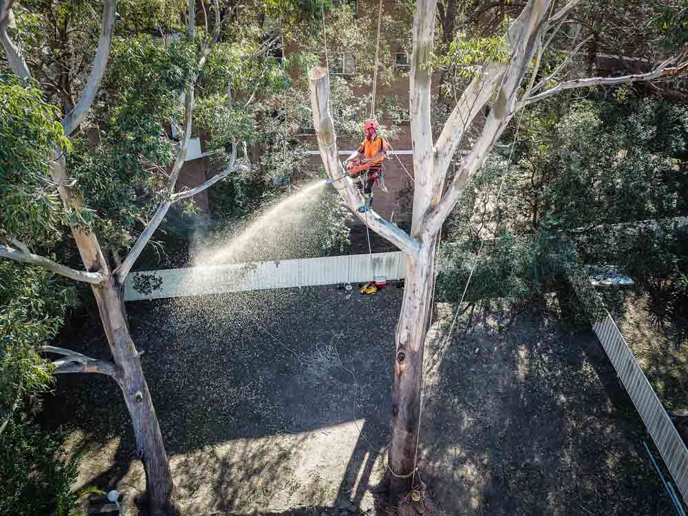 person high up in tree sawing off branch