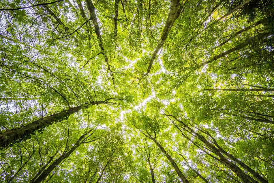 looking up at the green tree tops