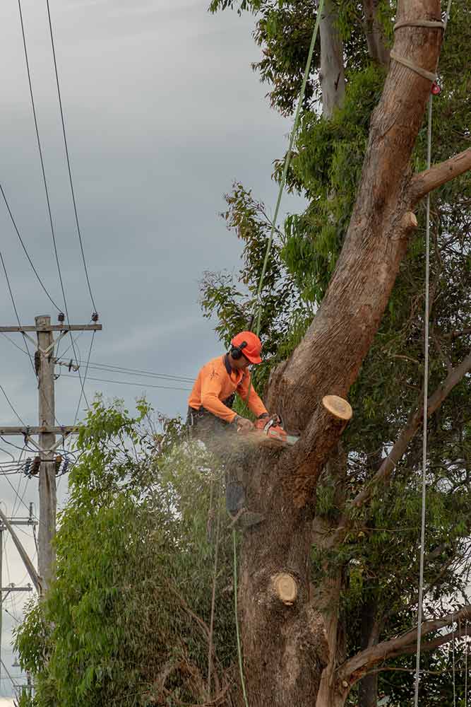 person in tree sawing branches