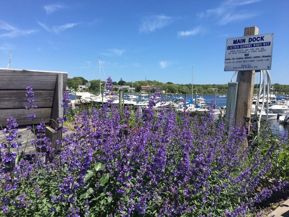 Purple flowers are growing in front of a sign that says main dock