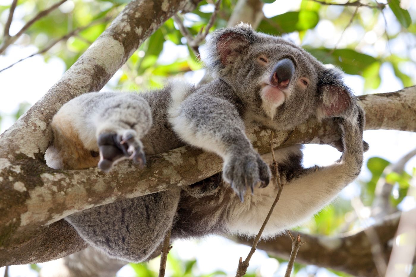 een koalabeer slaapt op een boomtak, Australië