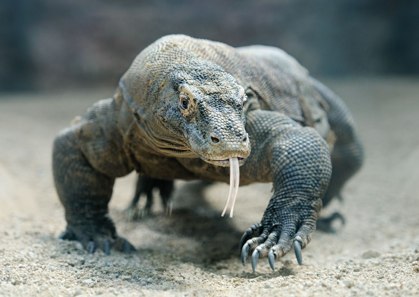 foto komodo varaan