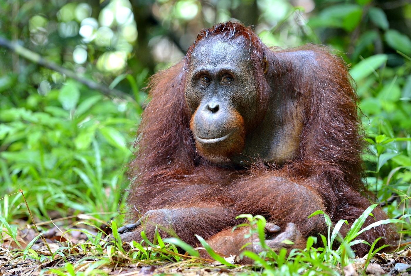 foto orang oetang noord sumatra