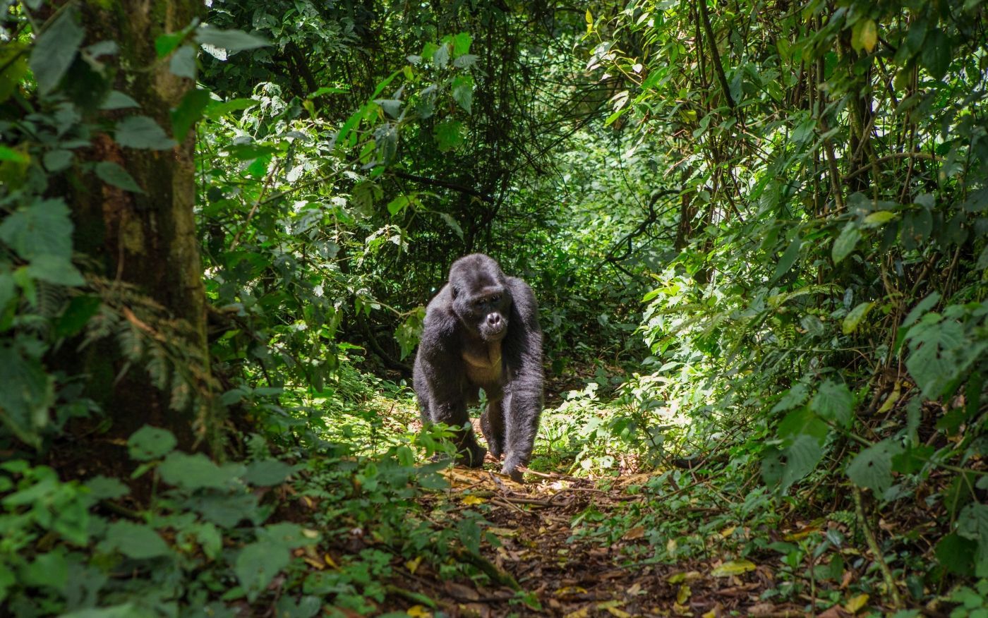 Gorilla in Rwanda