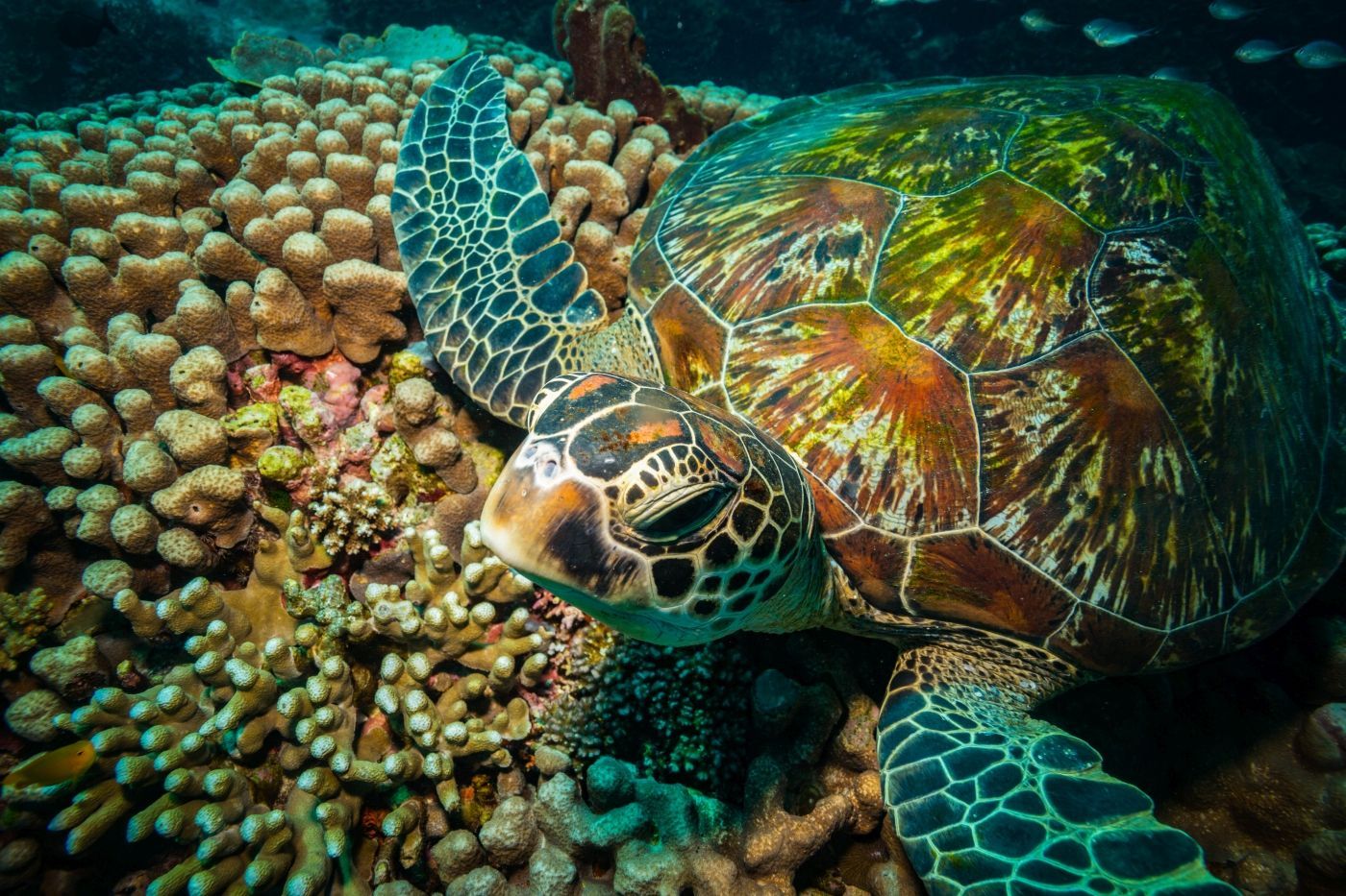 zeeschildpad bij bali