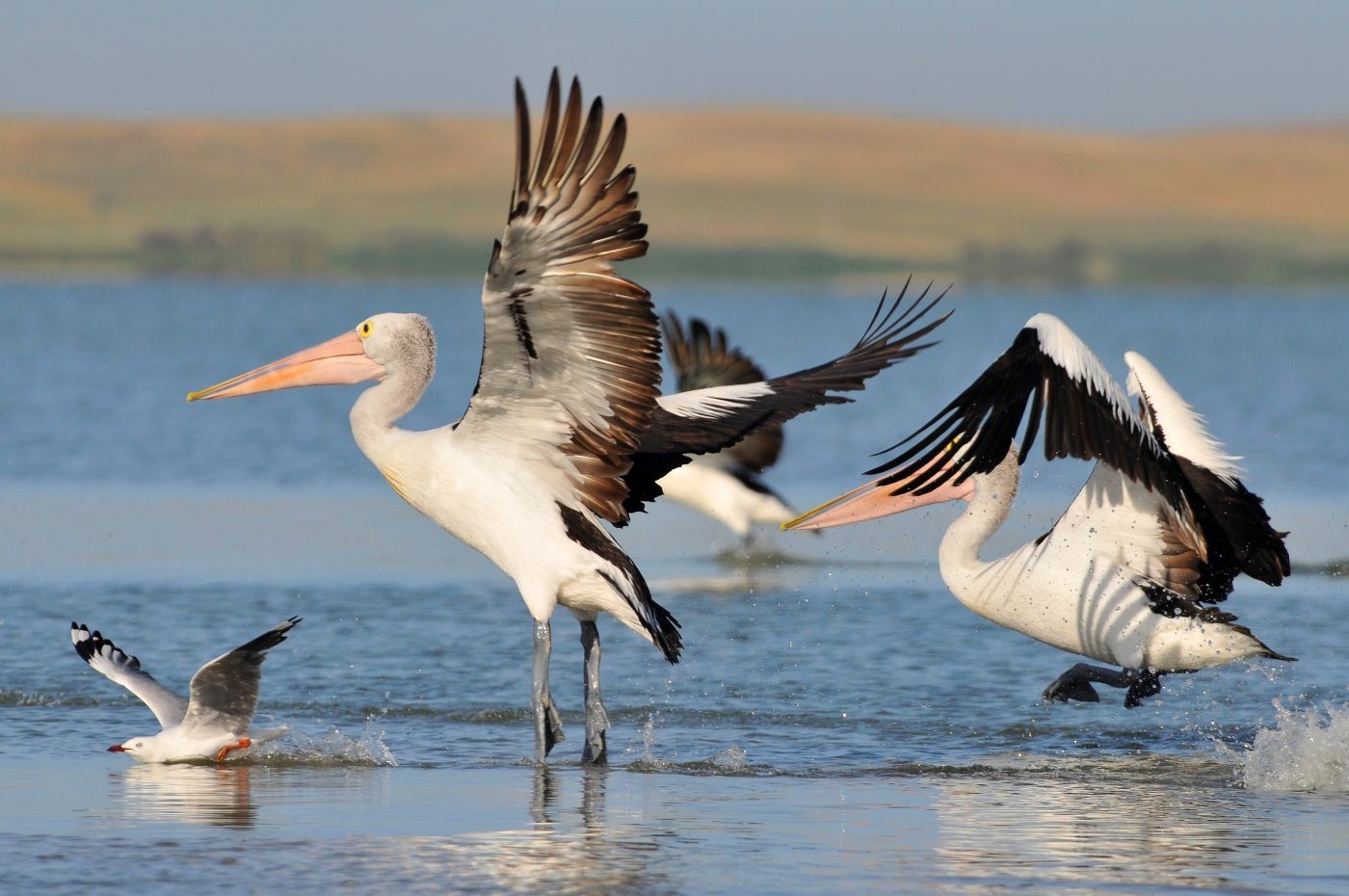 Een groep pelikanen vliegt over een watermassa.