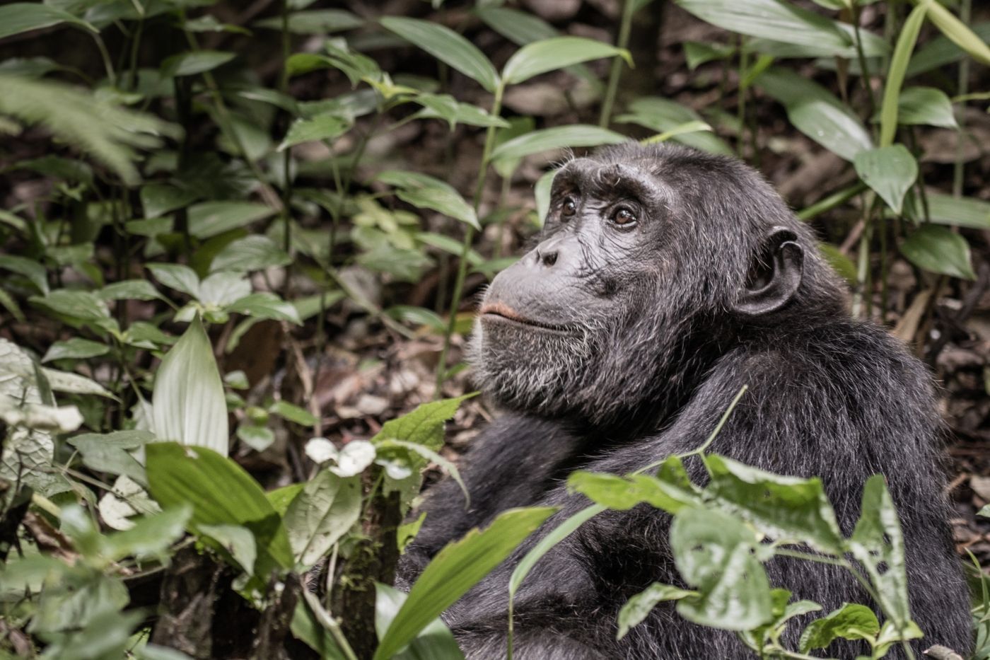 een chimpansee zit in de jungle en kijkt naar de camera.