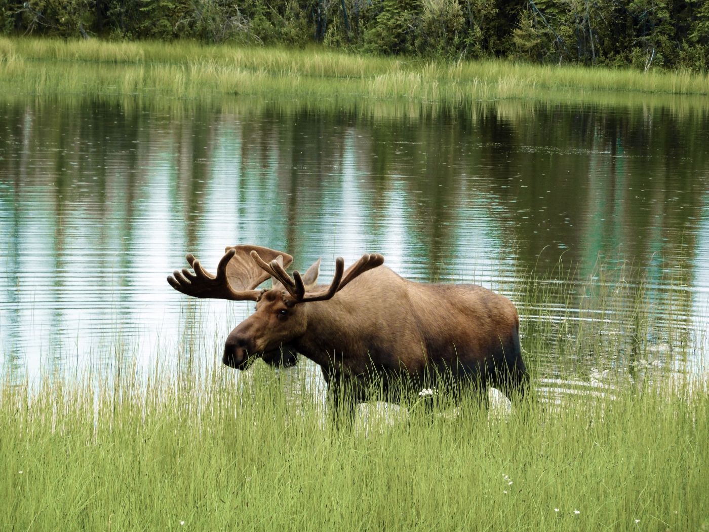 Foto fles Mapleleaf sirup en pancakes