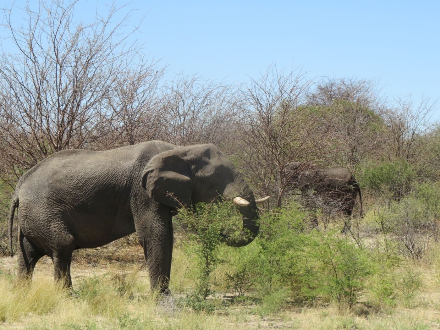 Foto Olifanten trek in kenia