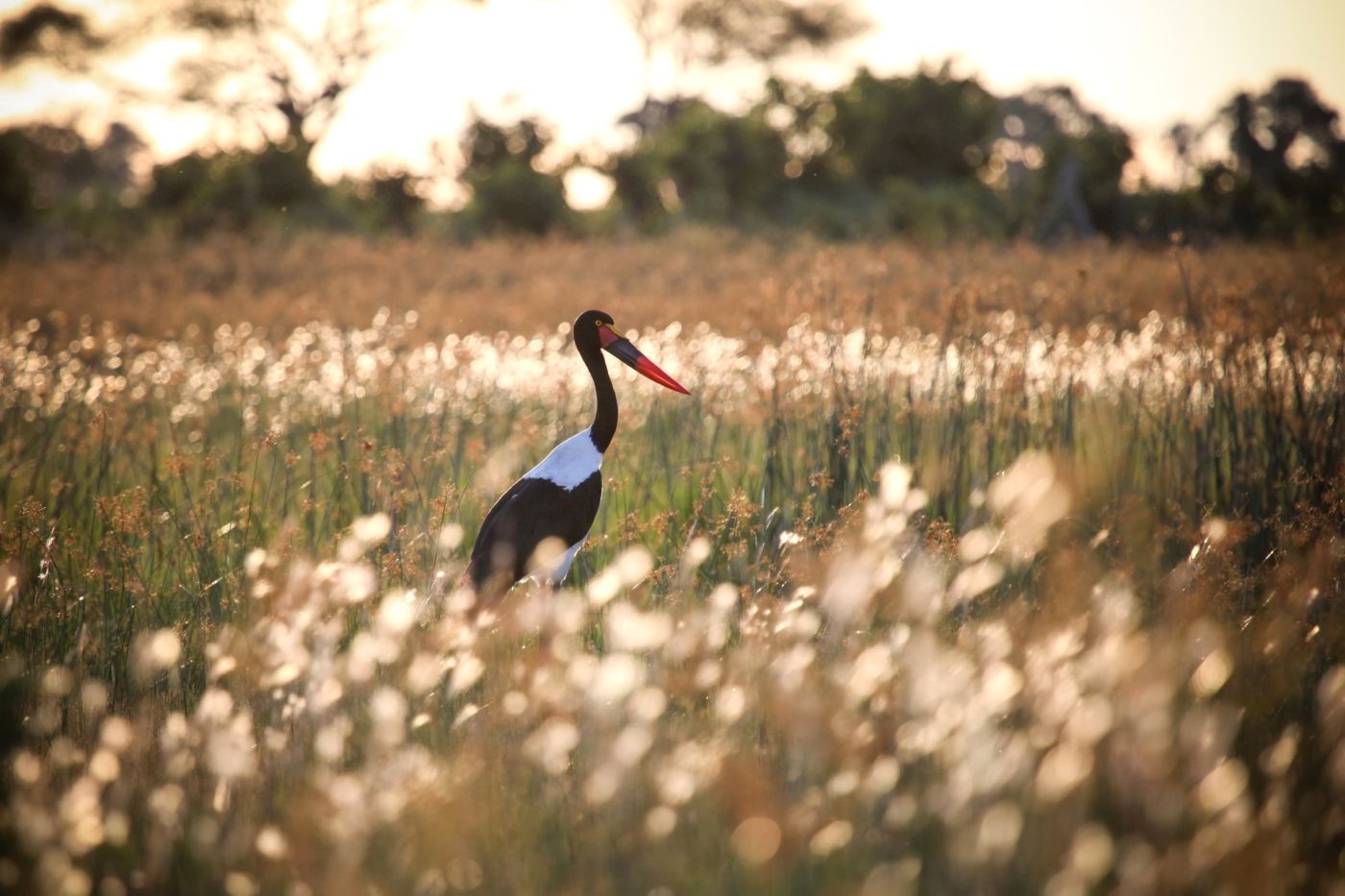 een zwart-witte vogel met een lange snavel staat in een veld met hoog gras.
