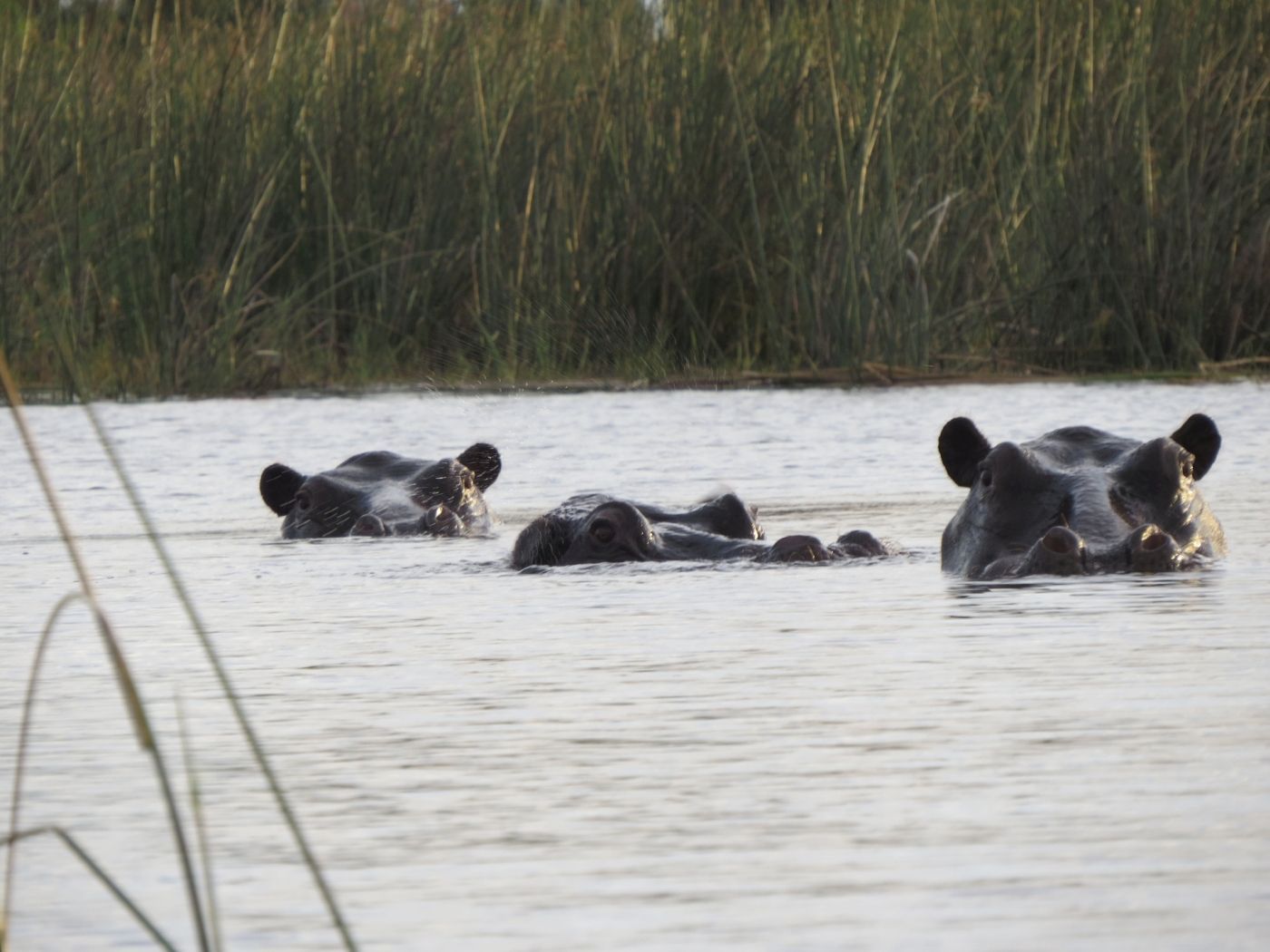 twee nijlpaarden zwemmen in een watermassa
