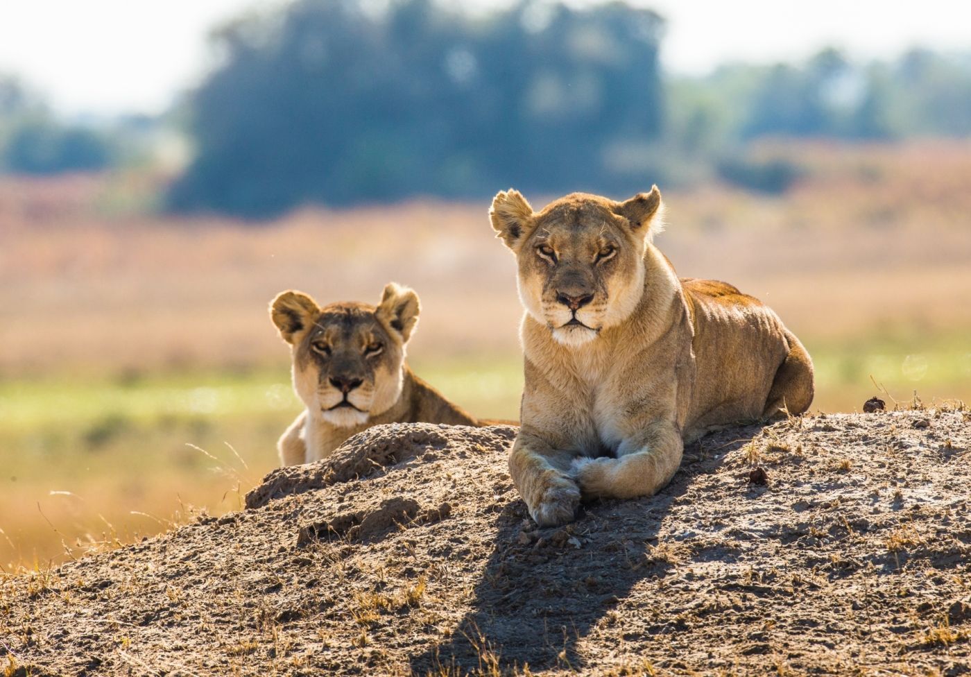 twee leeuwenwelpen liggen in het wild op een rots.