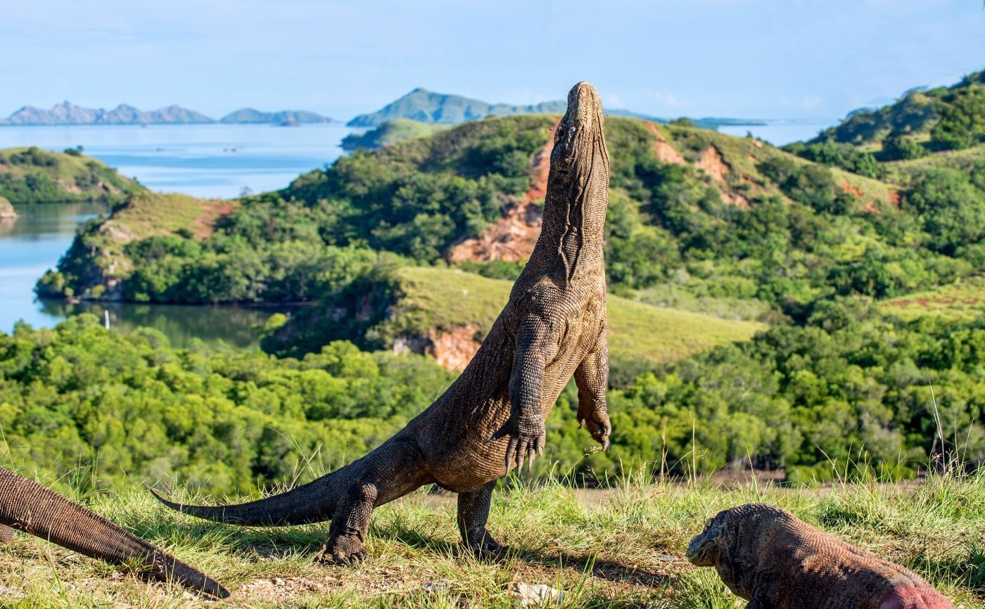 foto komodo varaan