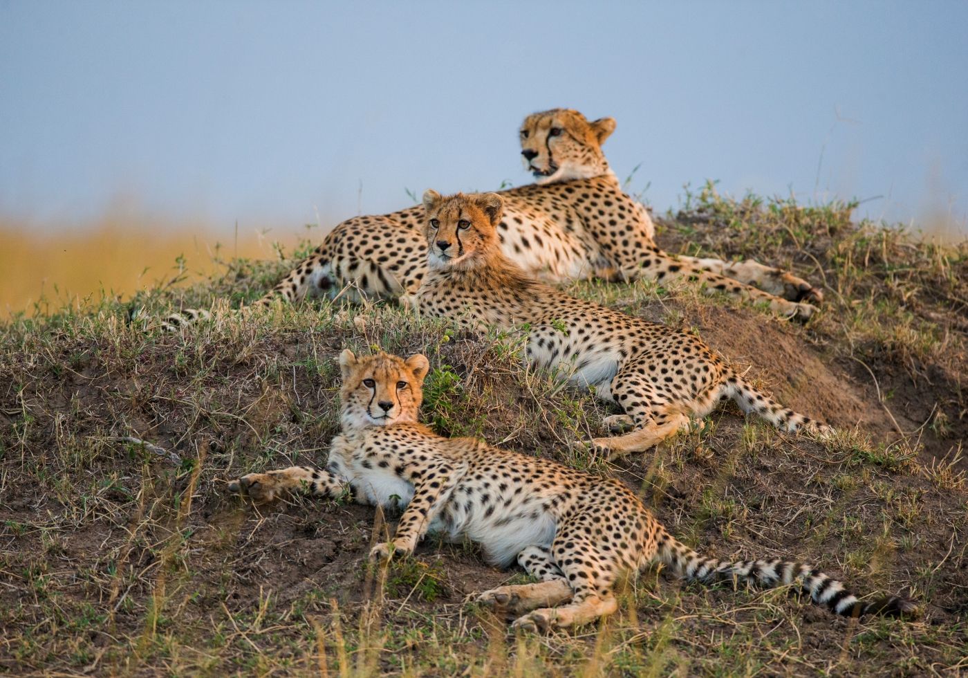 een cheetah en haar welpen liggen in het gras.