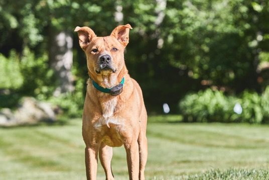 A brown dog with a blue collar is standing in a grassy field.