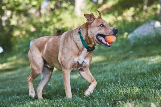 A dog is holding an orange ball in its mouth while walking in the grass.