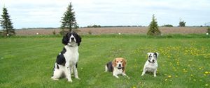 Three dogs, a black and white spaniel, a beagle, and a small terrier, sit on a grassy lawn with trees in the background.