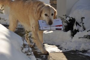 A light-colored dog walks through snow, carrying a bundle of mail in its mouth.