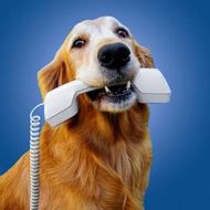 A golden retriever holding a white landline telephone receiver in its mouth against a solid blue background.