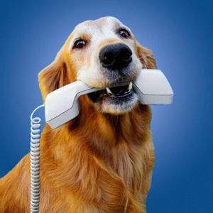 A golden retriever holding a white landline telephone receiver in its mouth against a solid blue background.