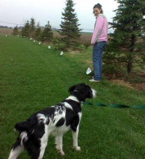 A person in a pink jacket stands in a grassy field near a row of pine trees while holding a leash attached to a spotted dog.