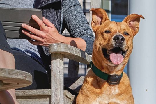 A dog is sitting next to a person in a chair.