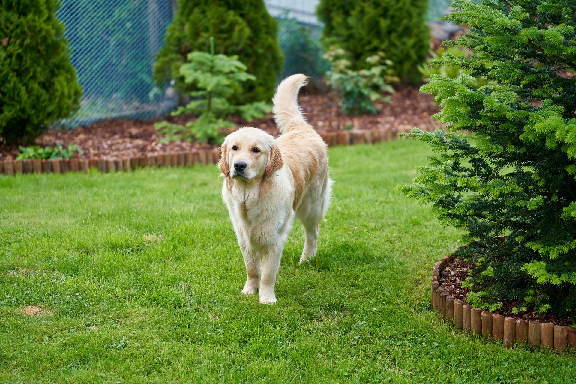 Freedom to Be a Dog
