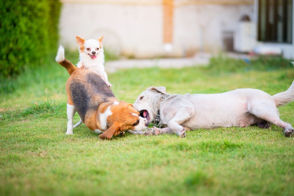 Dogs playing in the yard
