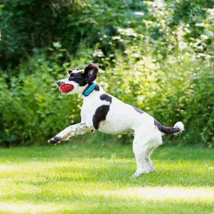 A black and white dog with a blue collar leaping through a grassy yard while carrying a red ball in its mouth.