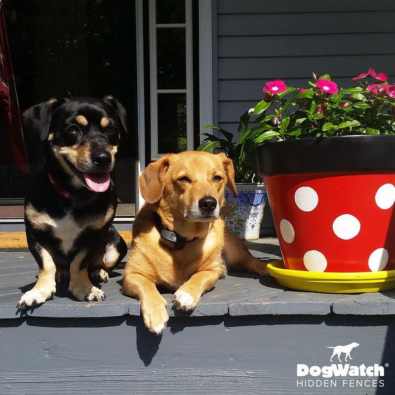 Two dogs sit on a porch next to a potted plant that says dogwatch hidden fences