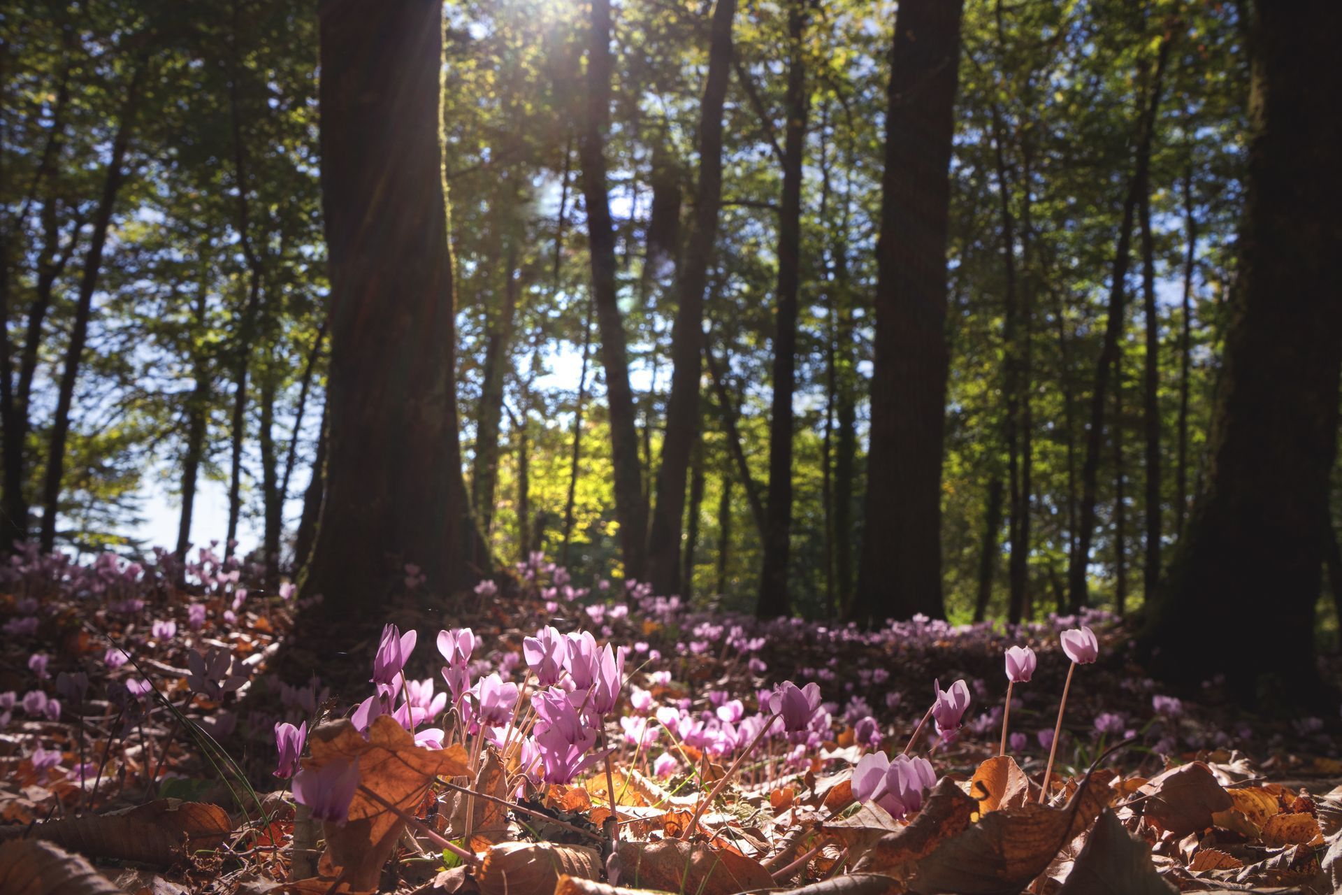 Paarse bloemen groeien midden in een bos