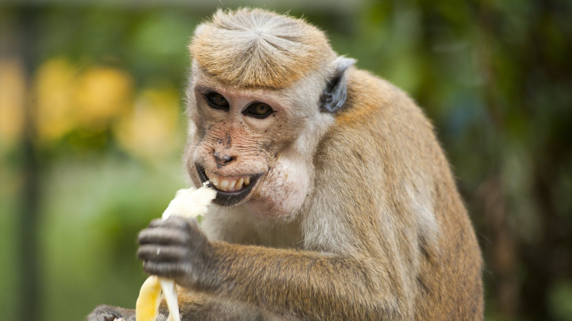 Een close-up van een aap die een banaan eet.