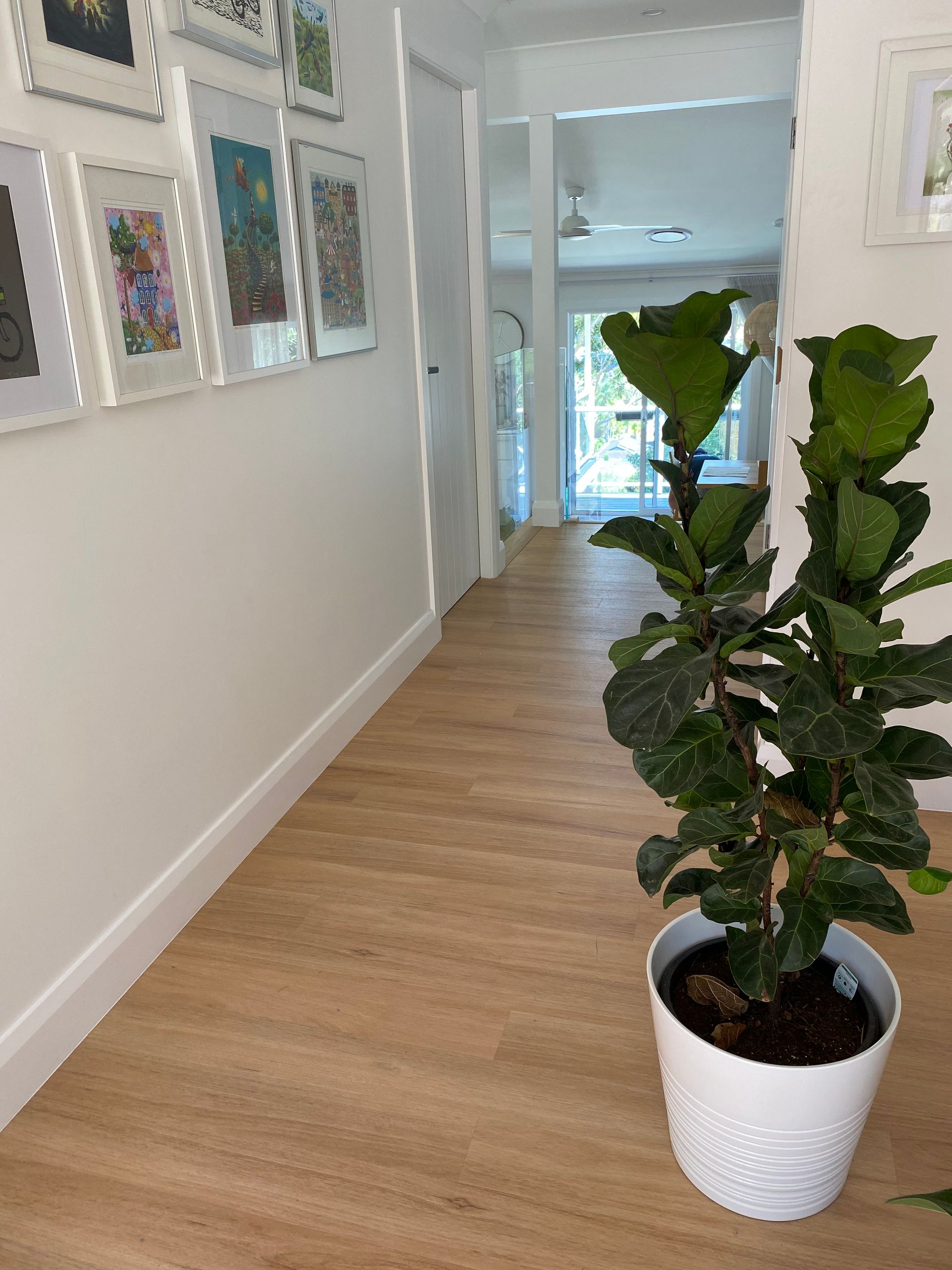 Hallway With a Fiddle-leaf Fig Plant in a White Pot; Pictures on the Wall; Light Wood Floor — My Timber Flooring Blinds & Shutters in Erina, NSW