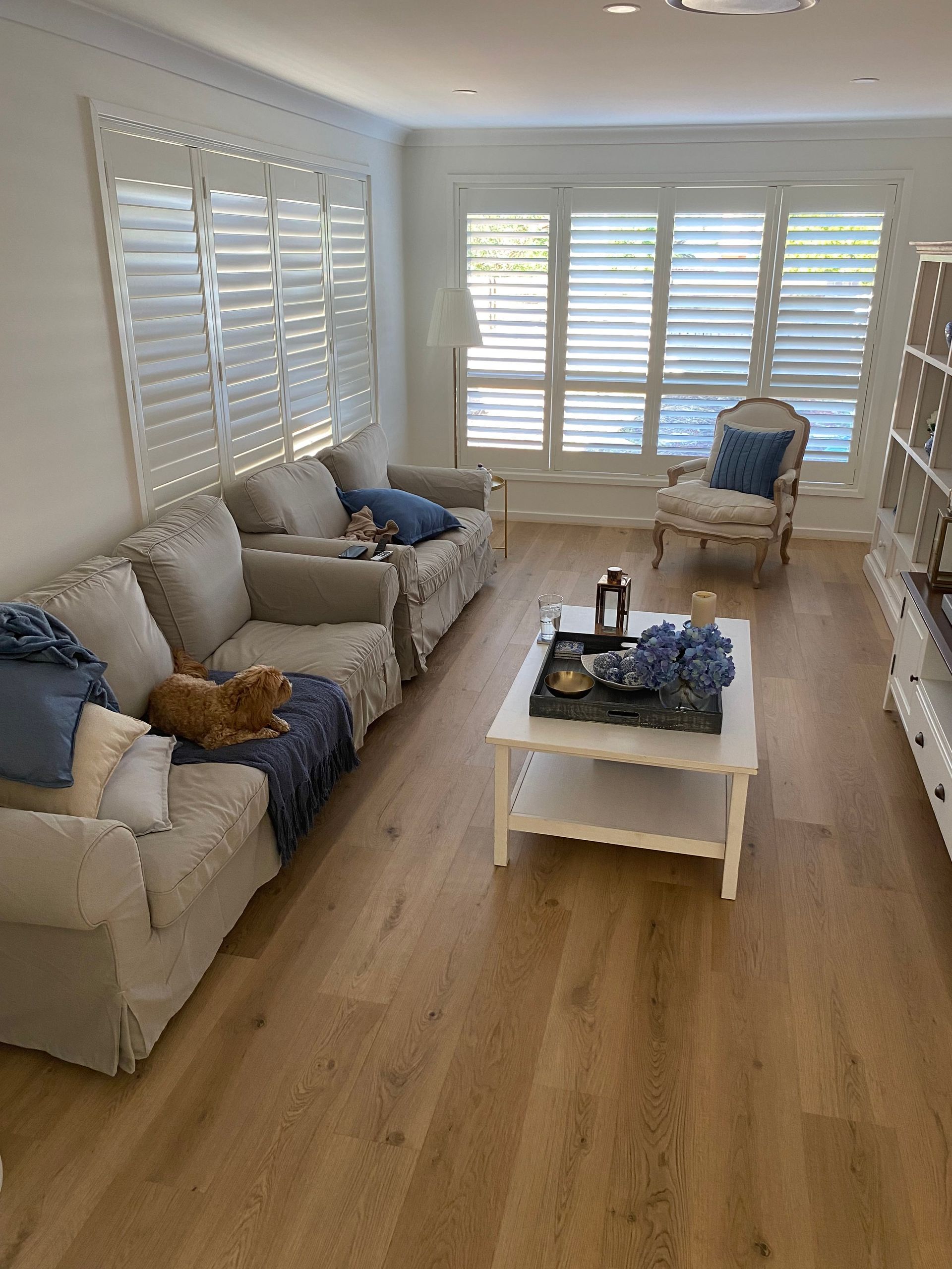 Living room with light-coloured sofas, white shutters, and a coffee table with blue decor. A dog rests on the sofa. — My Timber Flooring Blinds & Shutters in Erina, NSW