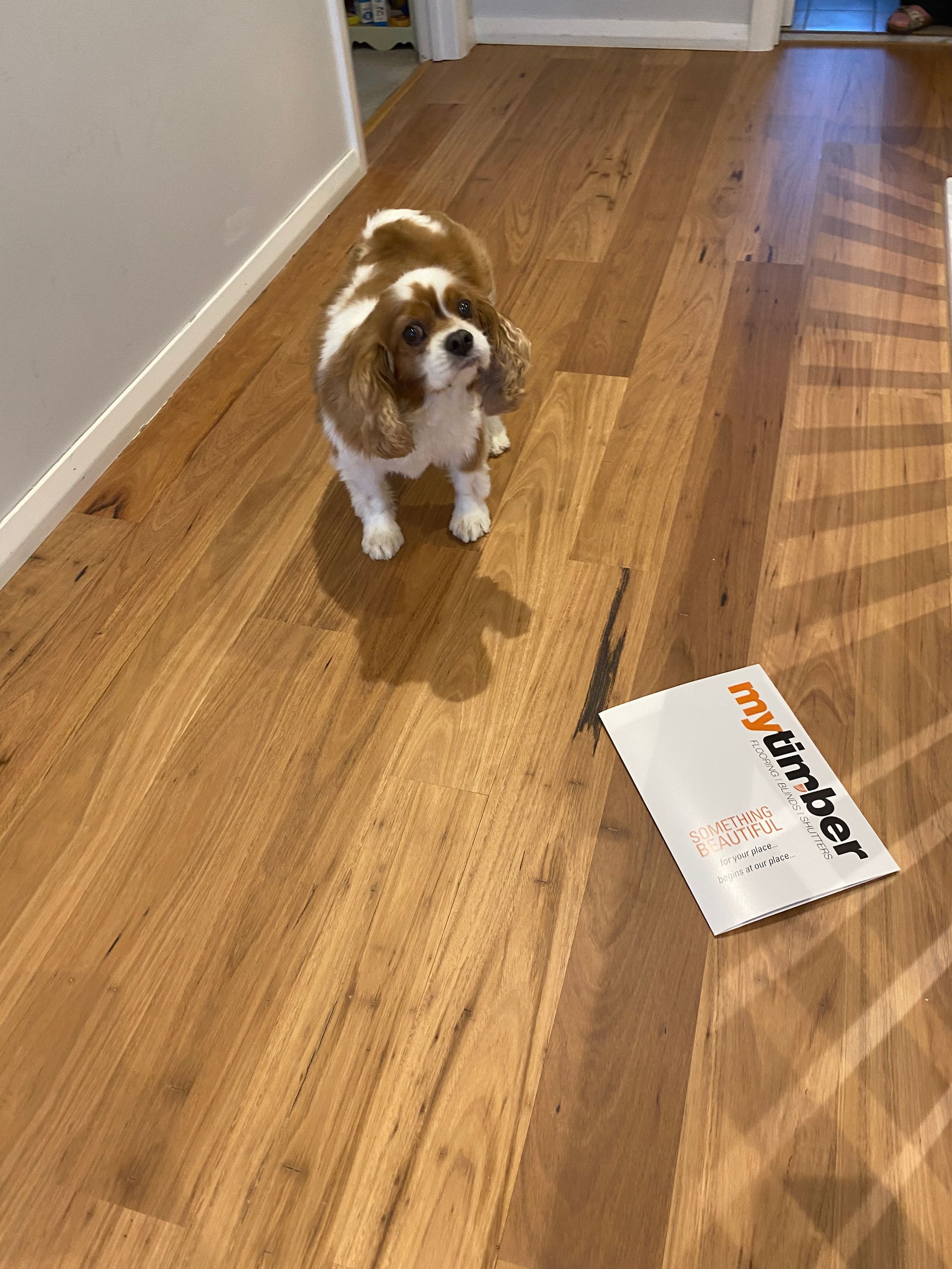 A Cavalier King Charles Spaniel Standing on a Wood Floor, Looking Towards the Viewer, Near a Booklet — My Timber Flooring Blinds & Shutters in Erina, NSW