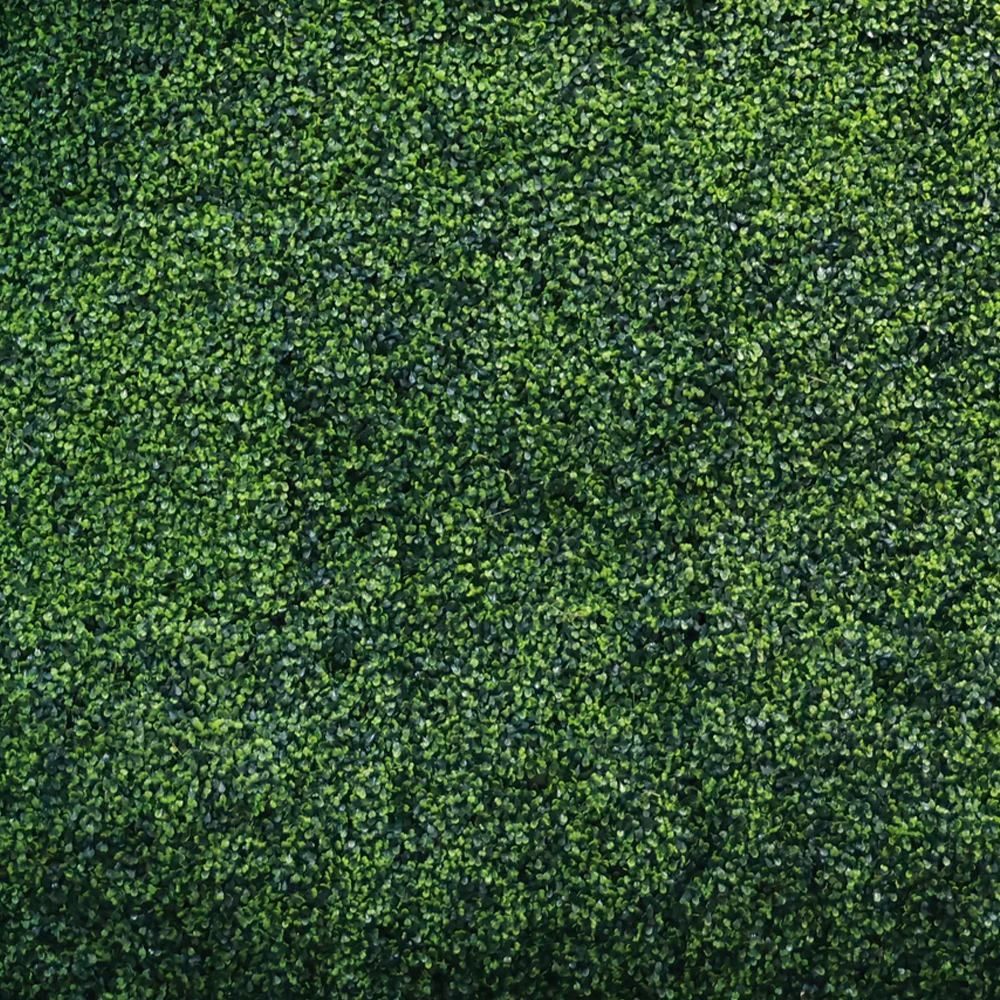 Dense green foliage, possibly a hedge or wall of plants.