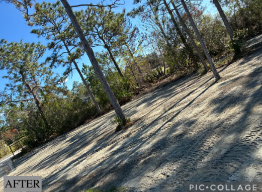 Tilted view of a sandy wooded lot with tall trees, blue sky, and long shadows; “AFTER” label in corner