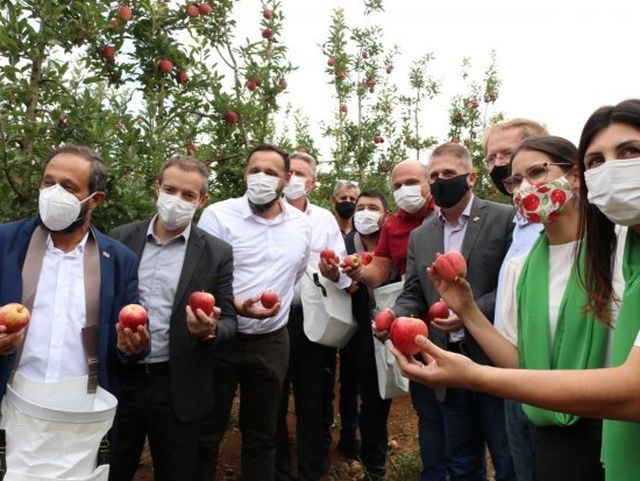 Safra catarinense de maçã espera colher metade da produção nacional