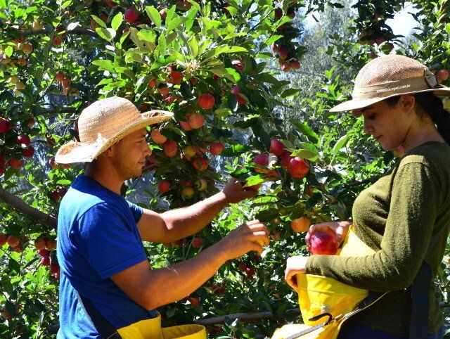 Santa Catarina espera colher mais de 550 mil toneladas de maçã na safra 2020/21