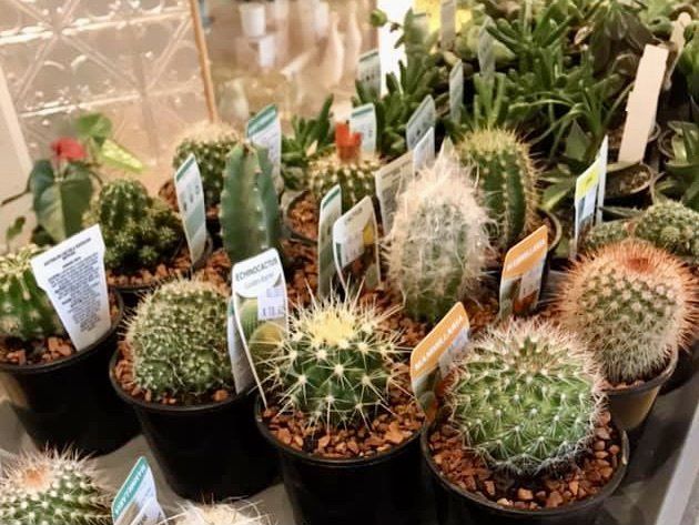 cacti and succulents