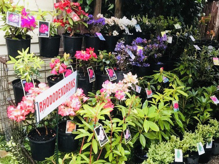 Outdoor and Indoor Plants