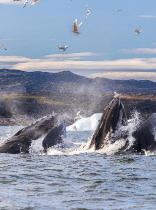 whale watching