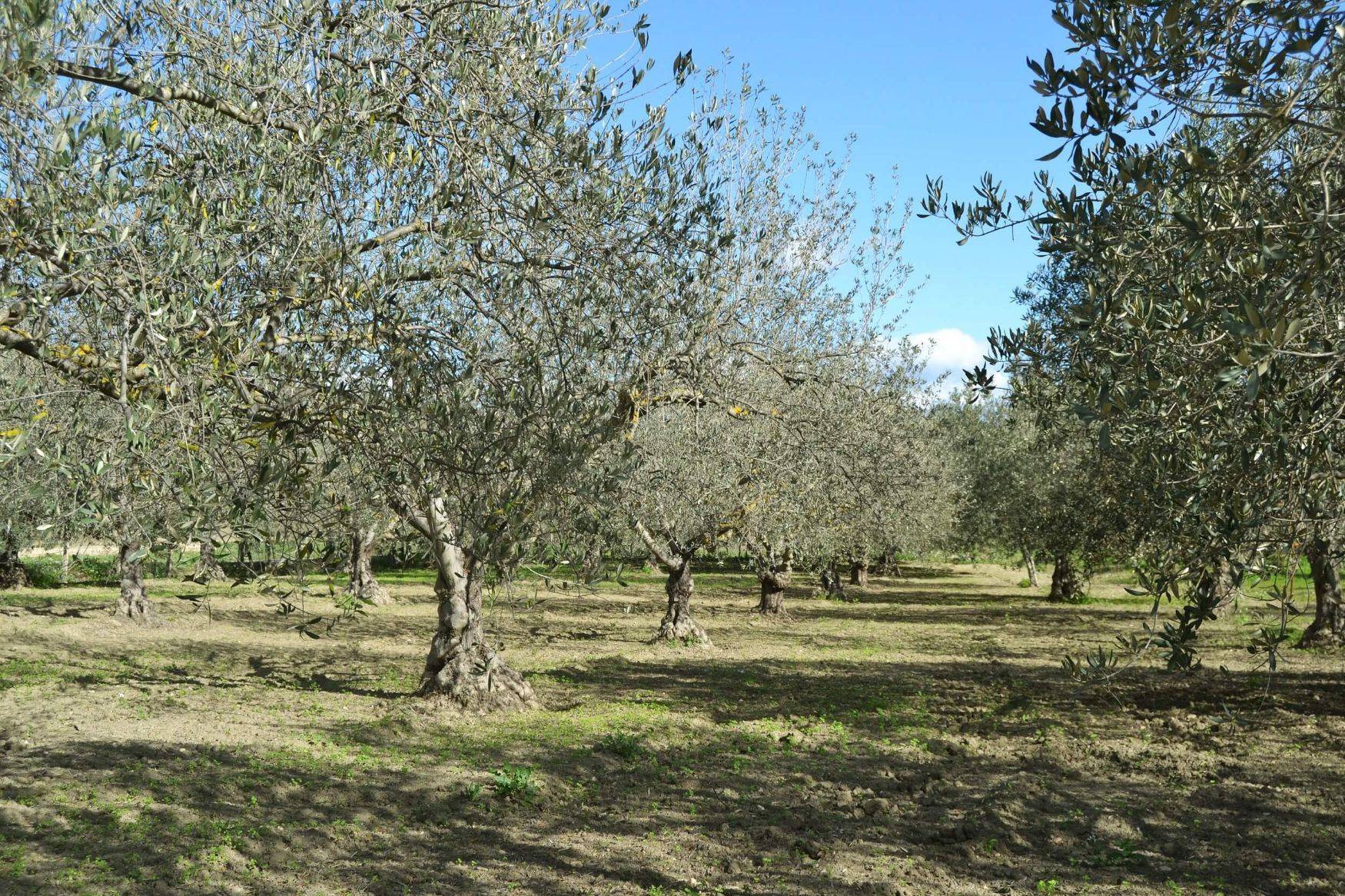 azienda agricola