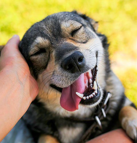 Pet Medicine — Cute Dog in Blair, NE
