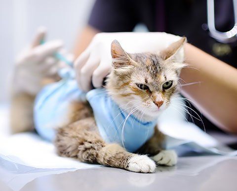Pet Surgery — Veterinarian Giving Injection For Kitten in Blair, NE