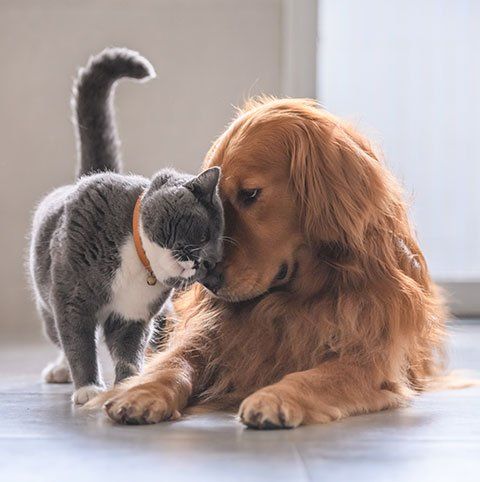 Veterinary Care — Cat and Dog in Blair, NE