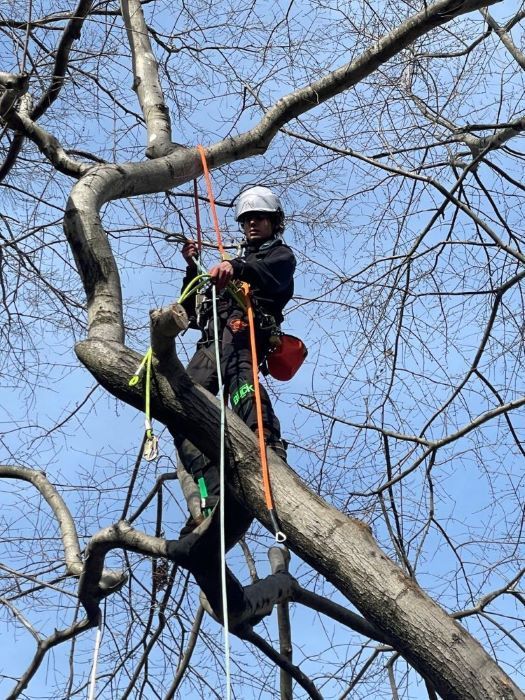 tree removal richmond va - lee tree service