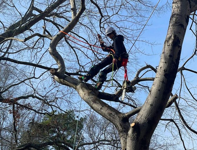 tree removal henrico va - lee tree service