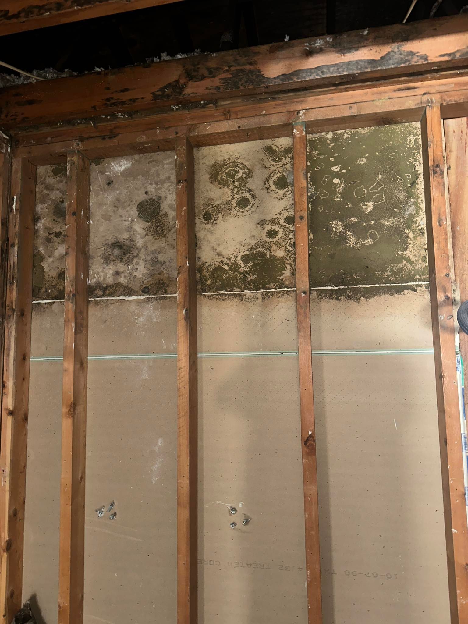 Interior wall with severe mold growth between wooden studs.